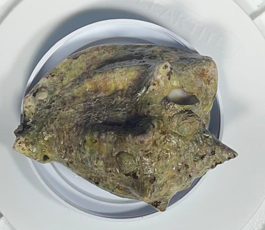 Milk Conch Snail XL WYSIWYG 7”