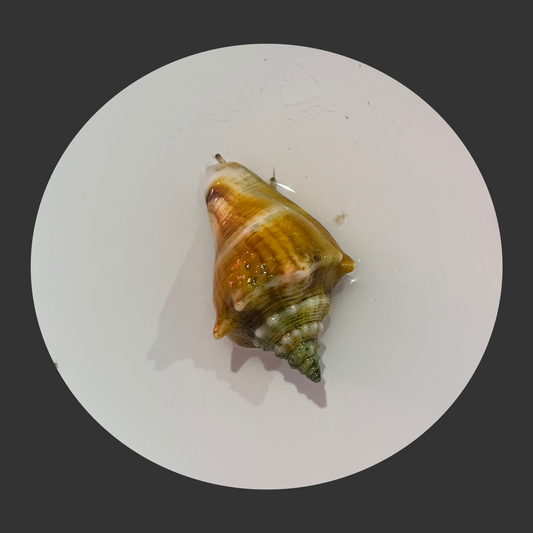 Fighting Conch