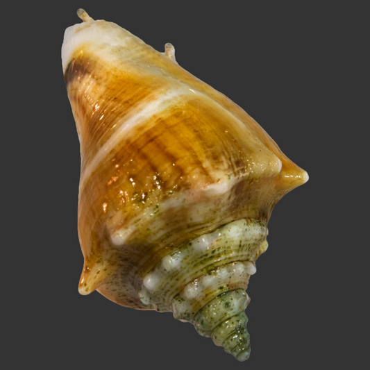 Fighting Conch