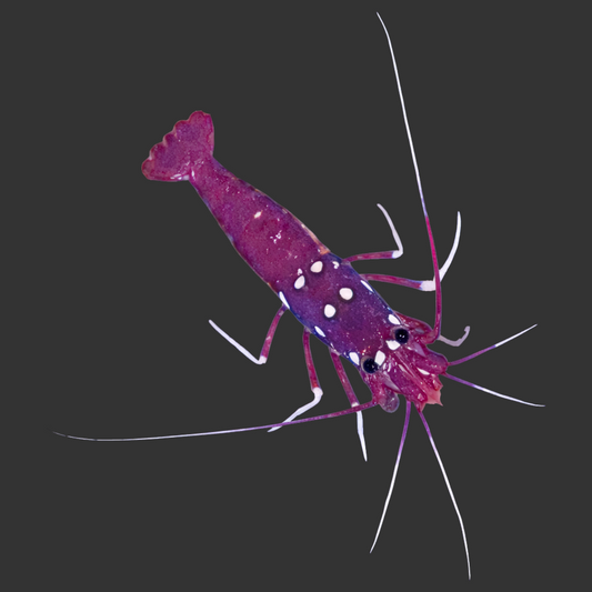 Fire Cleaner Shrimp