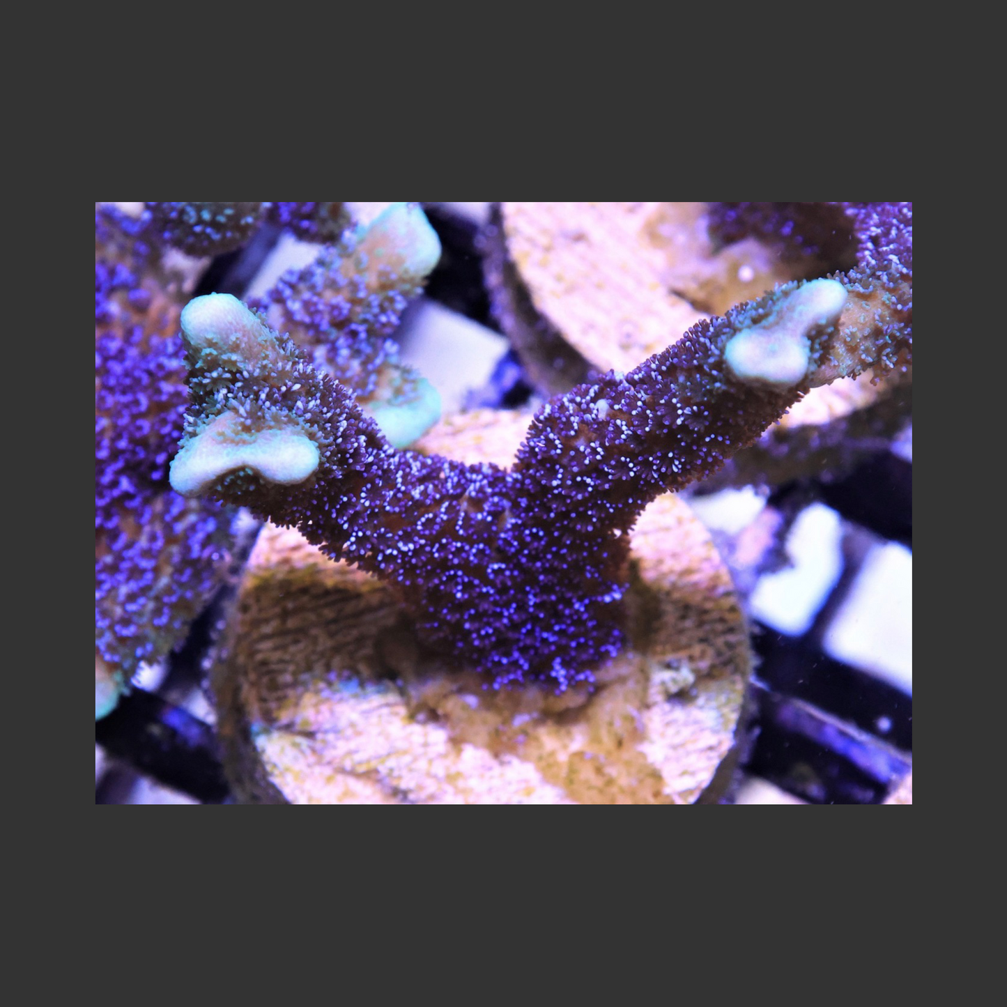 SDC German Blue Montipora Digitatis