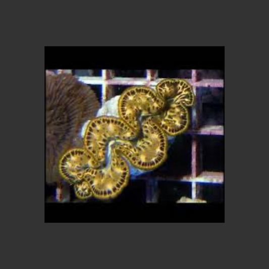 Maxima Clam Gold