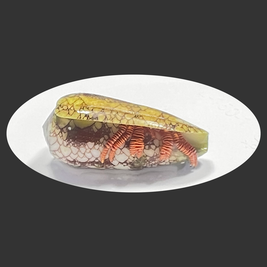 Halloween Hermit Crab (Reef Safe) - Ciliopagurus strigatus