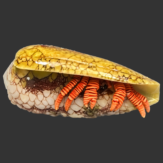 Halloween Hermit Crab (Reef Safe) - Ciliopagurus strigatus