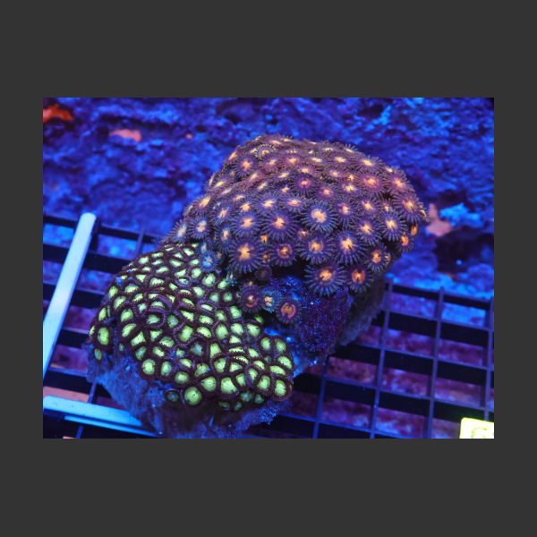 Indo Zoa Garden K67