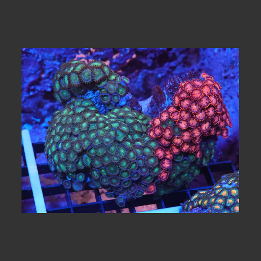 Indo Zoa Garden K70