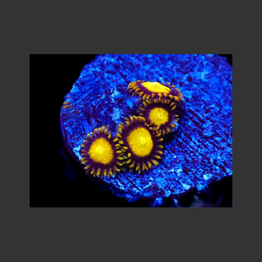 SDC King Midas Zoa