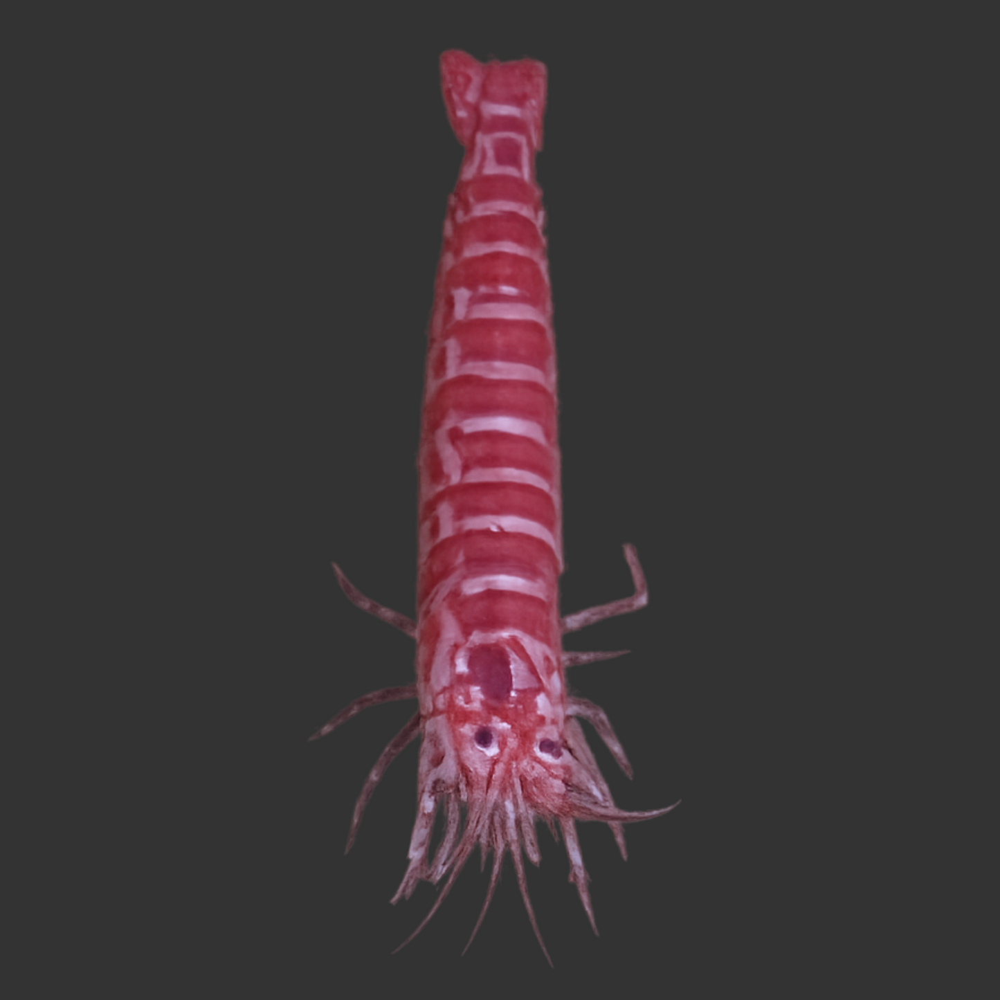 Kuekenthals Cleaner Shrimp (Aiptasia Eater)