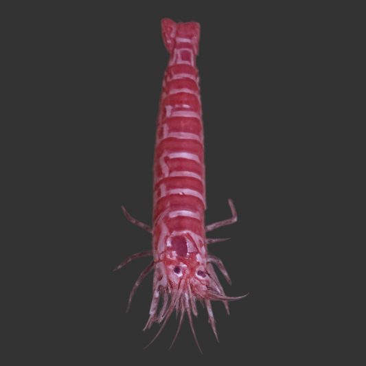 Kuekenthals Cleaner Shrimp (Aiptasia Eater)