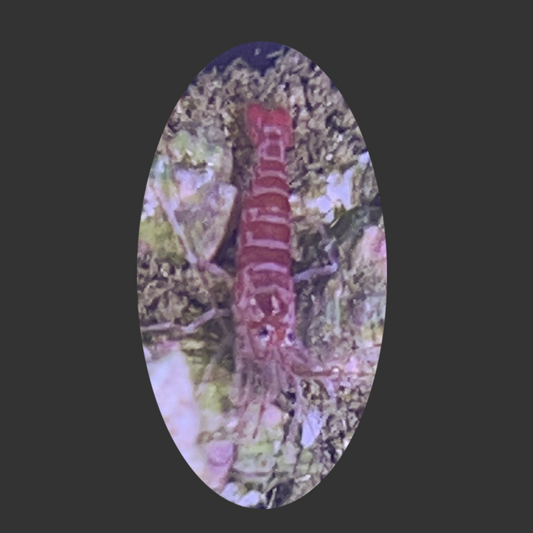 Kuekenthals Cleaner Shrimp (Aiptasia Eater)
