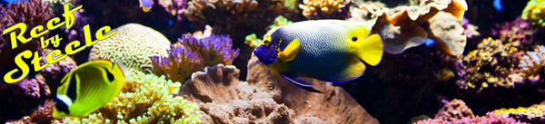 Reef By Steele