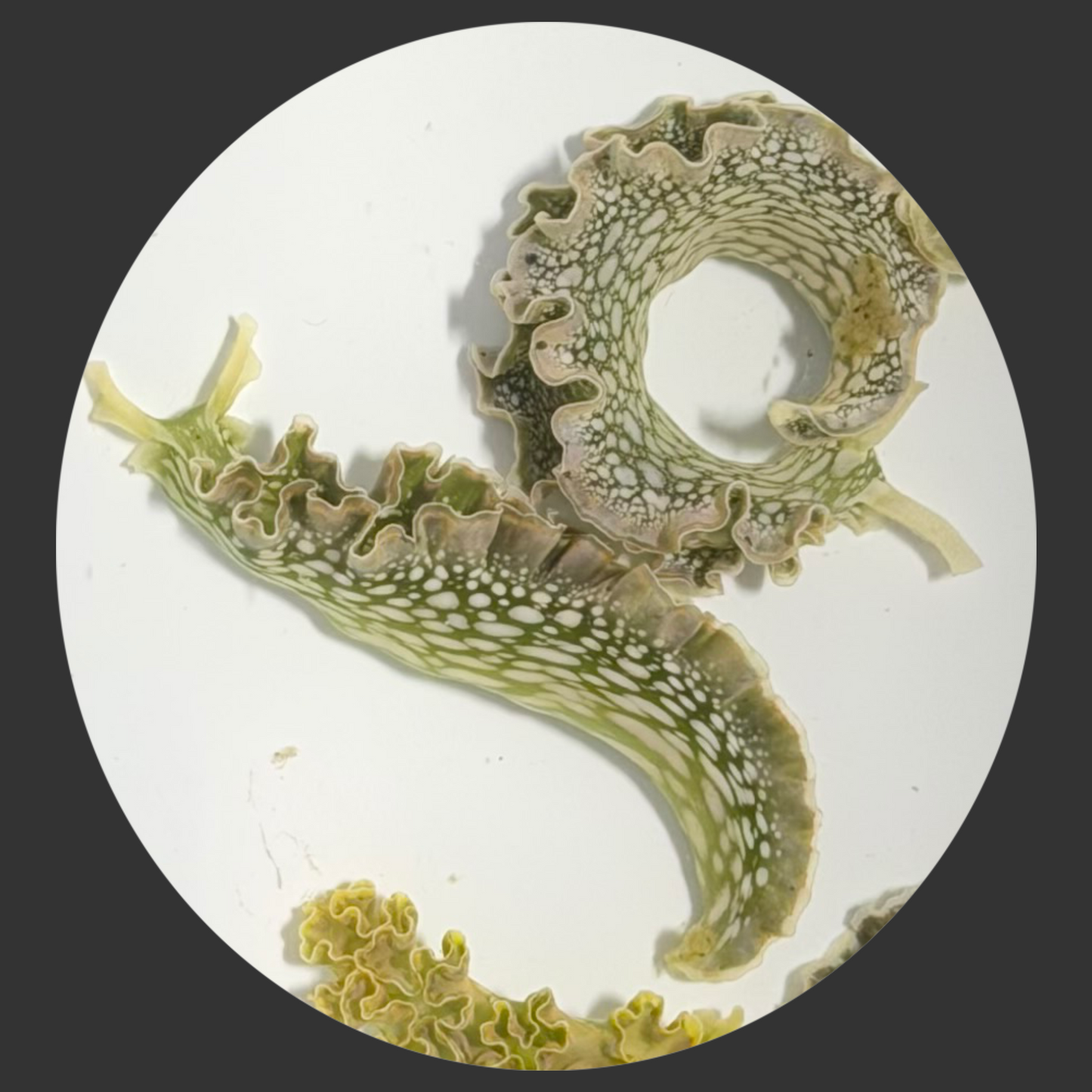 Lettuce Nudibranch