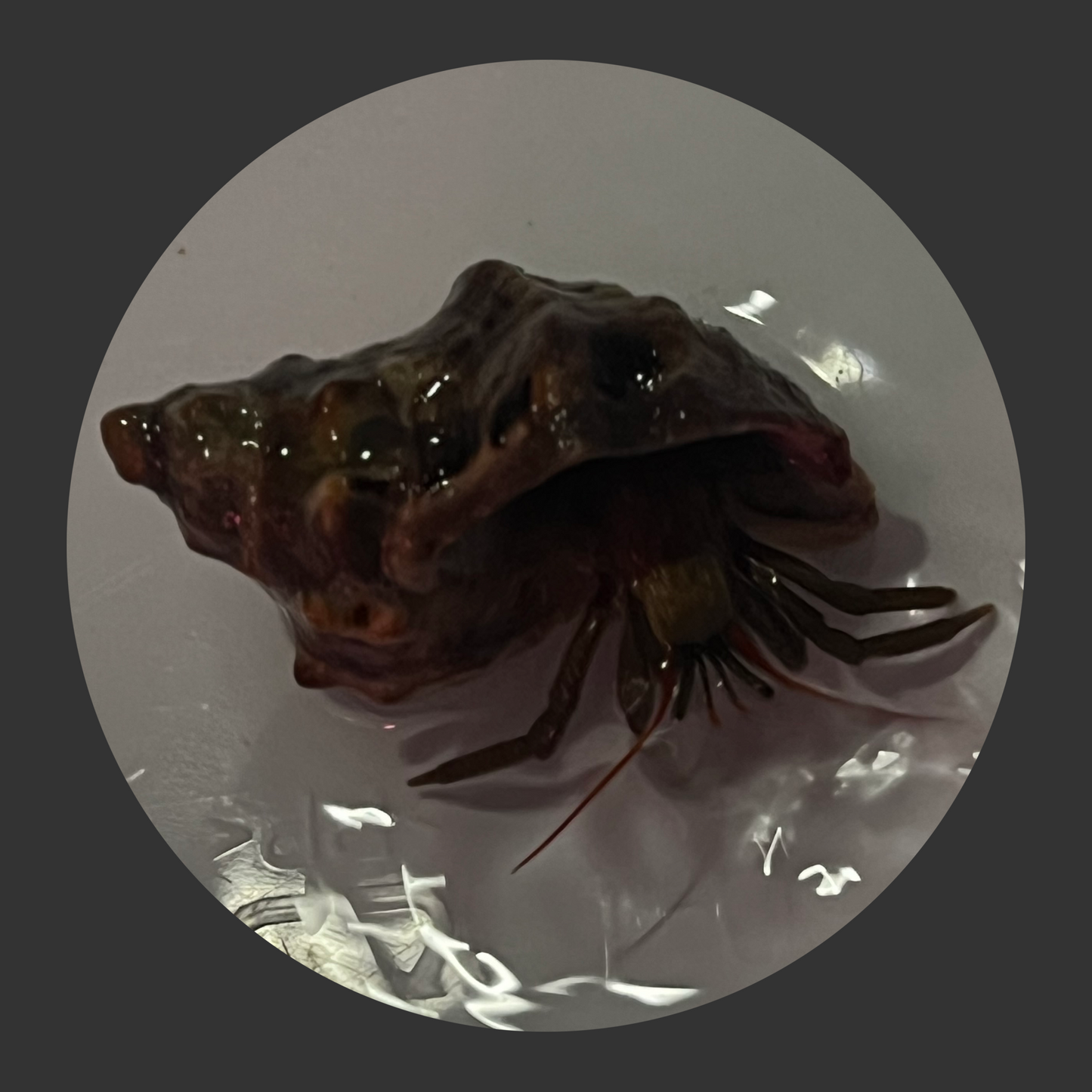 Mexican Red Leg Hermit