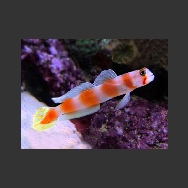 Orange Banded Prawn Goby (African)