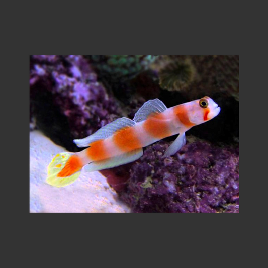 Orange Banded Prawn Goby (African)