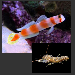 Orange Banded Prawn Goby/Tiger Pistol Shrimp