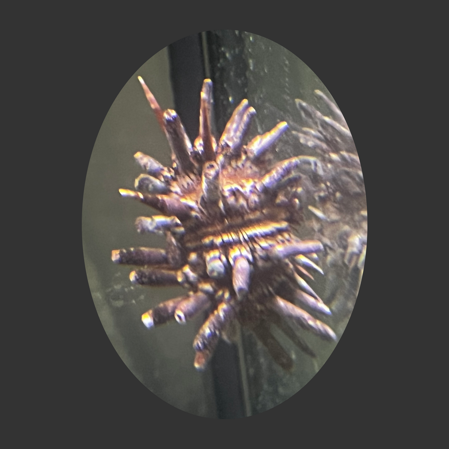Pencil Urchin (SM/Med)