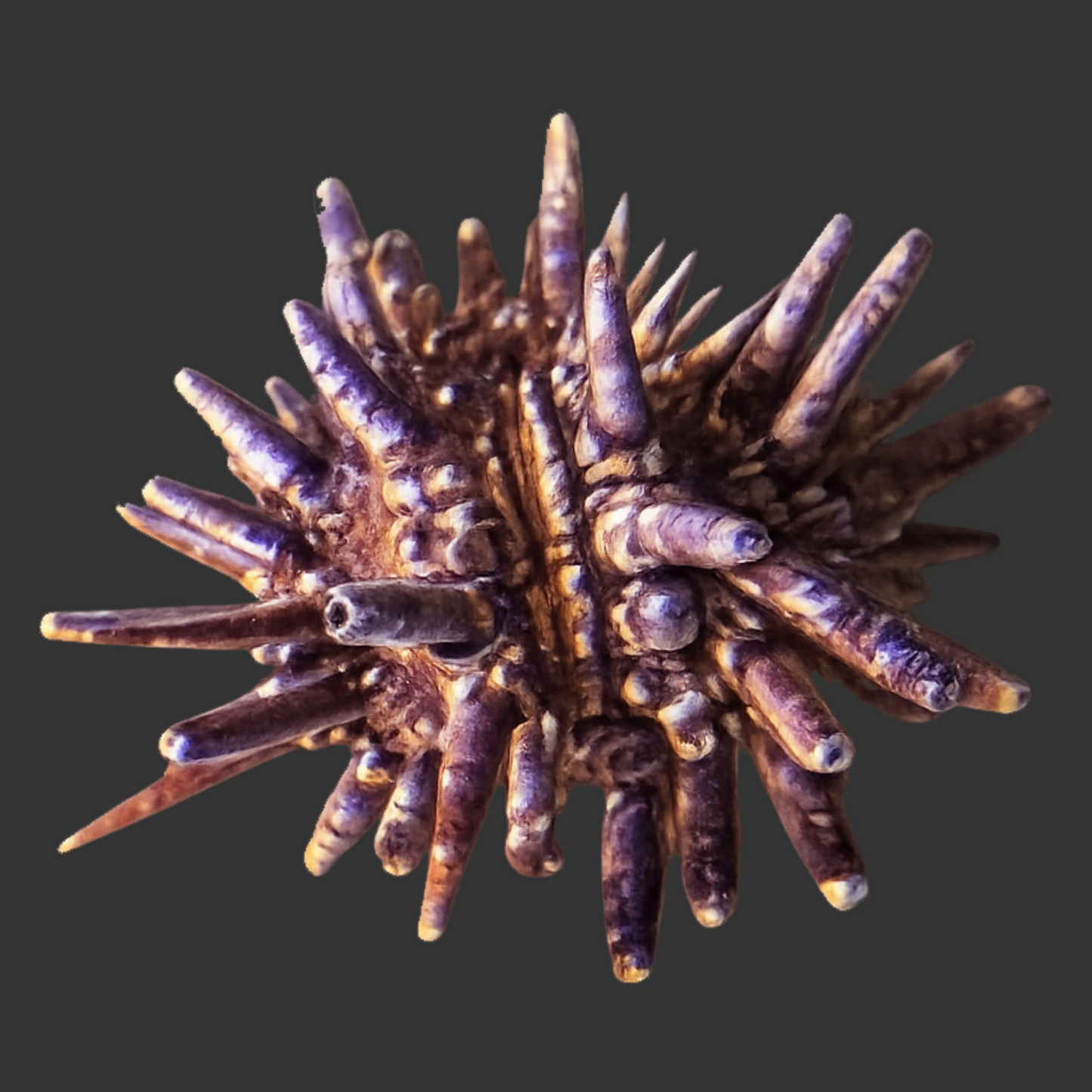 Pencil Urchin (SM/Med)