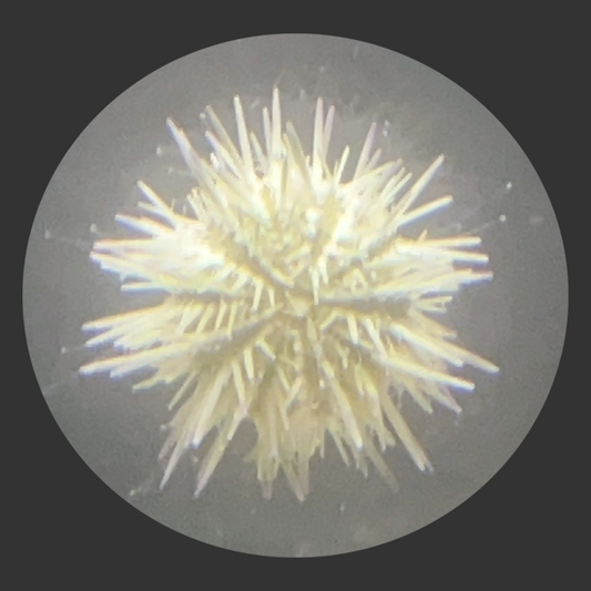 Pin Cushion Urchin (SM/Med) <2"