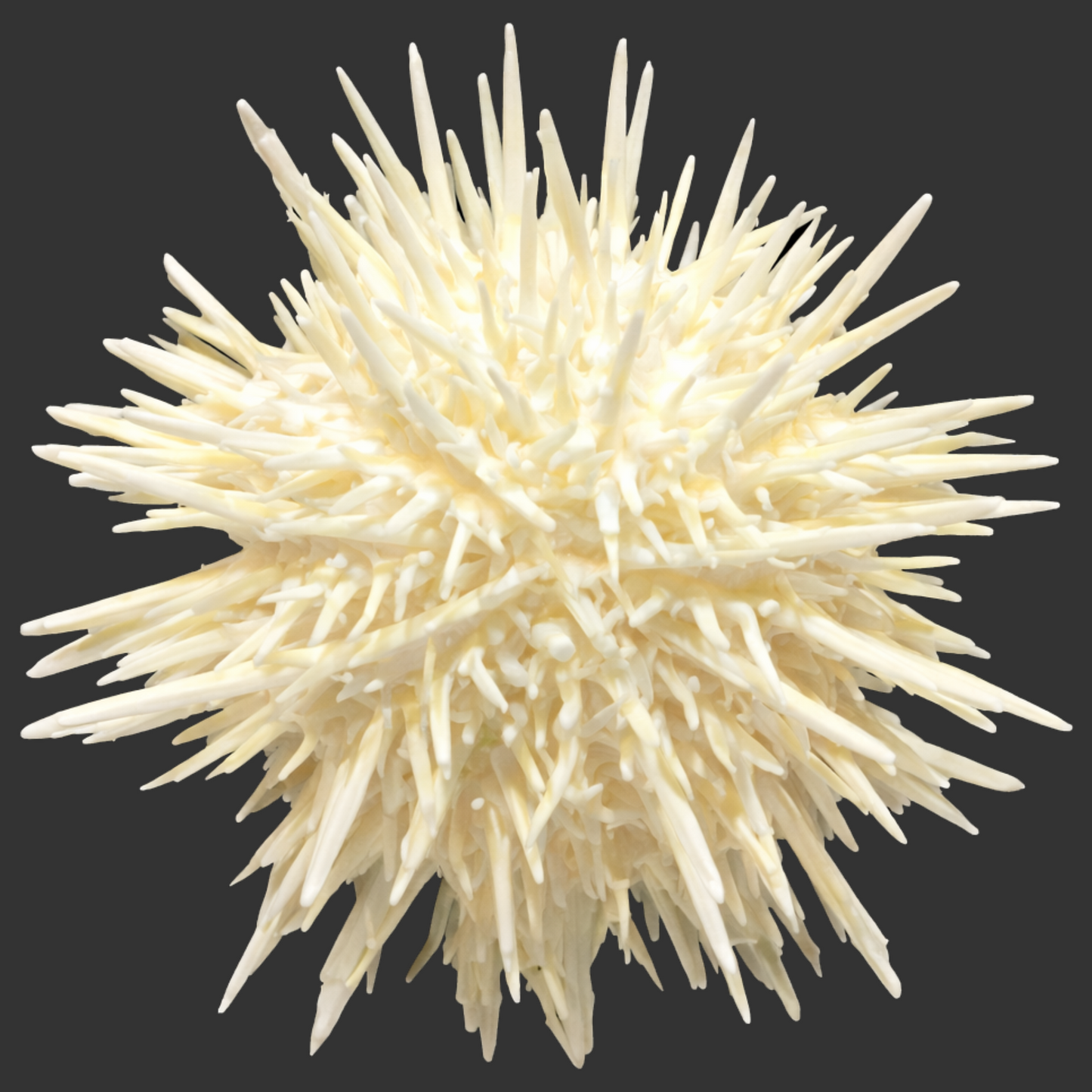 Pin Cushion Urchin (SM/Med) <2"