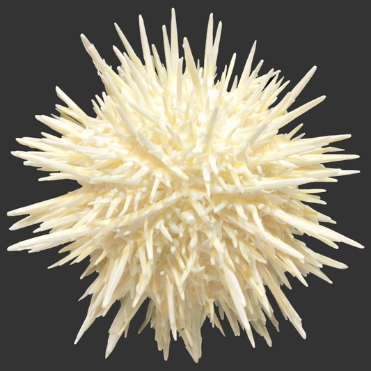 Pin Cushion Urchin (SM/Med) <2"