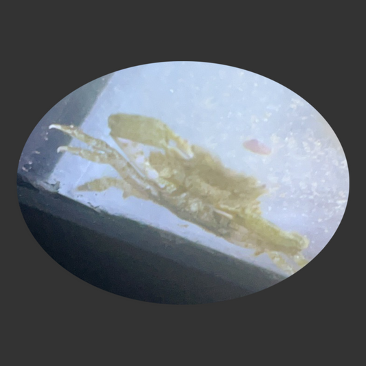 Pithos Crabs