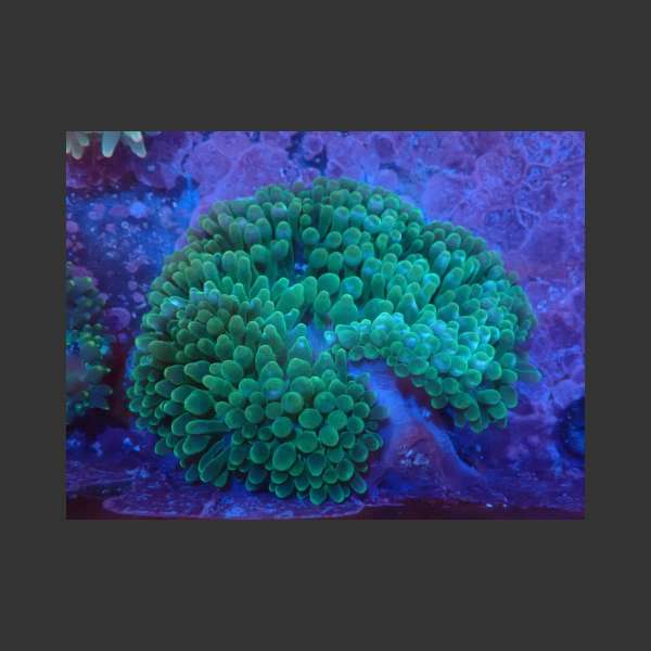 Bubble Tip (Purple Base/Green)
