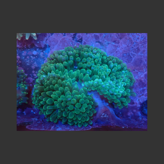 Bubble Tip (Purple Base/Green)