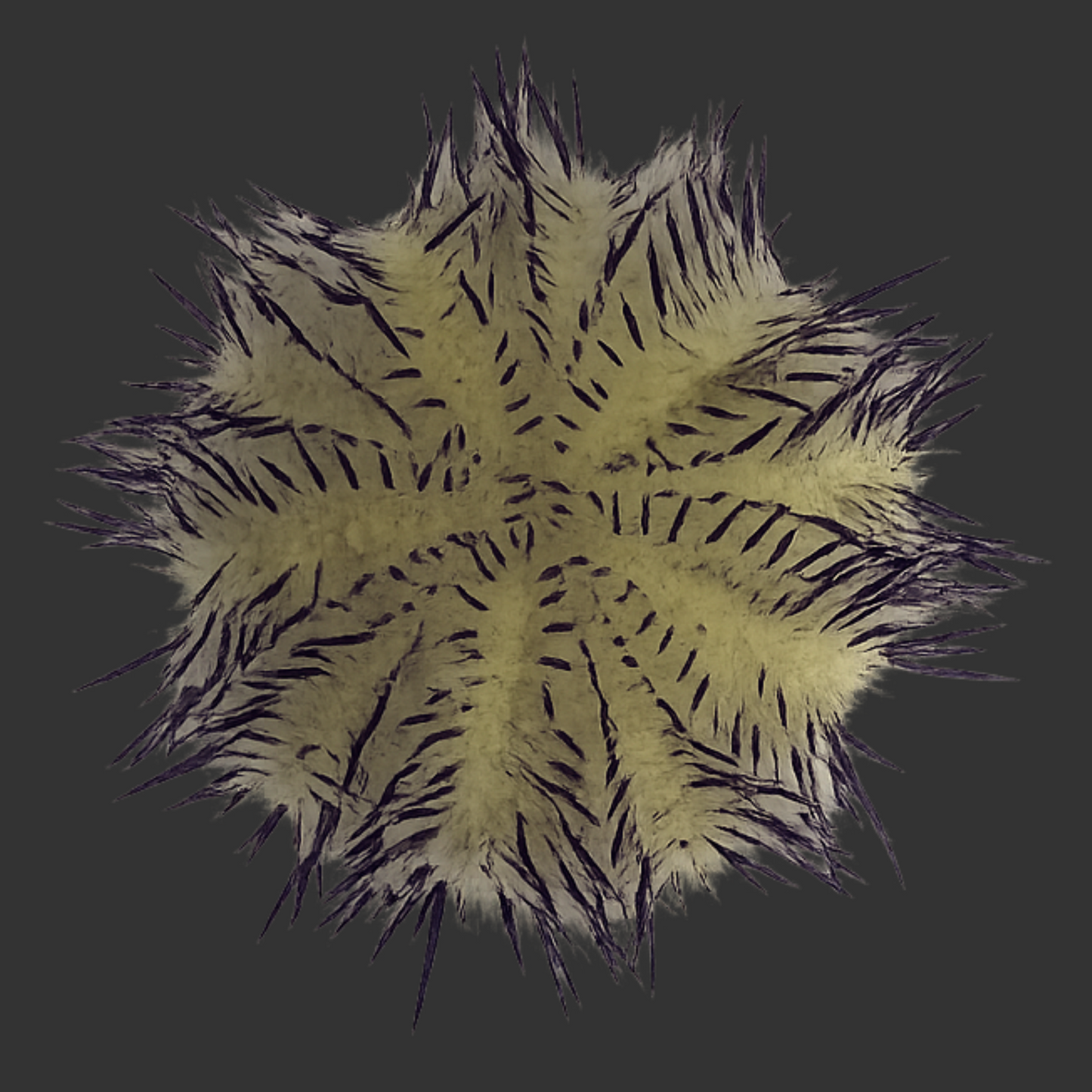 Purple Urchin I.O. (Med) >2"