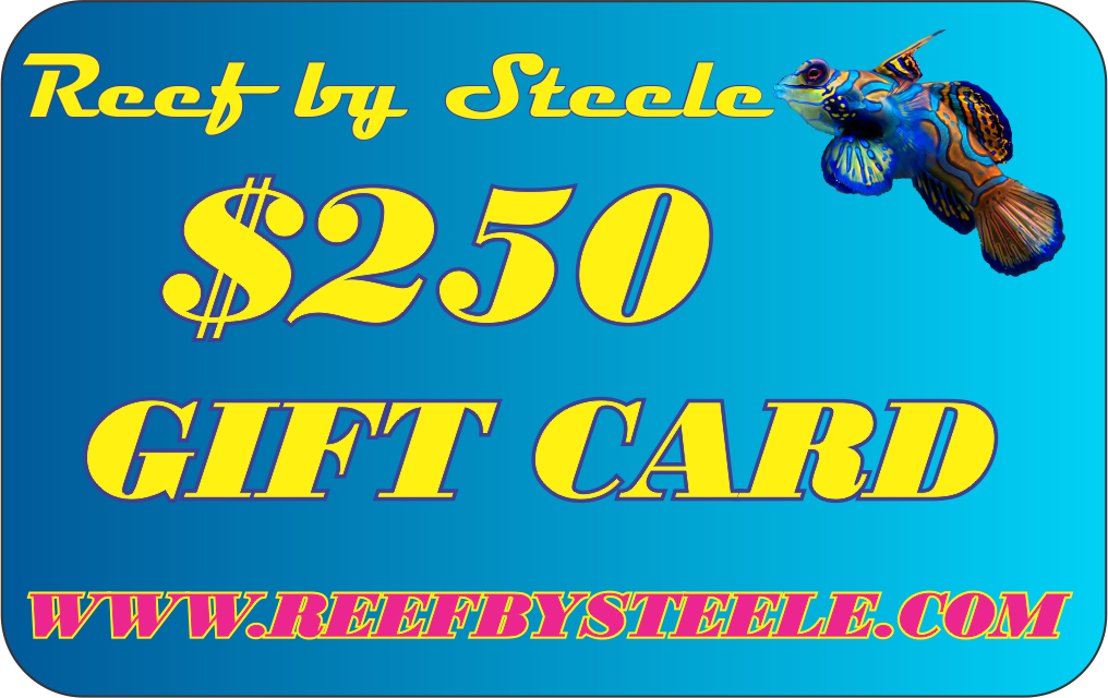 REEF BY STEELE $25 GIFT CARD