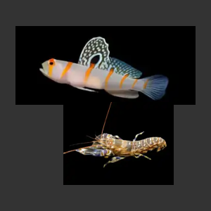 Randall's Prawn Goby/Tiger Pistol Shrimp
