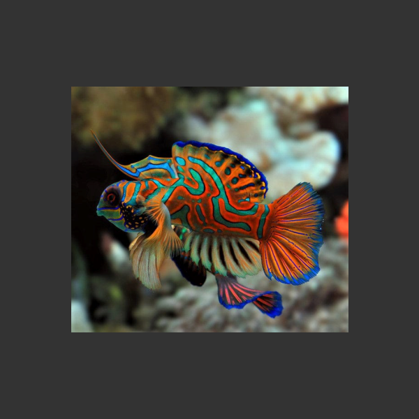 Red Mandarin Goby