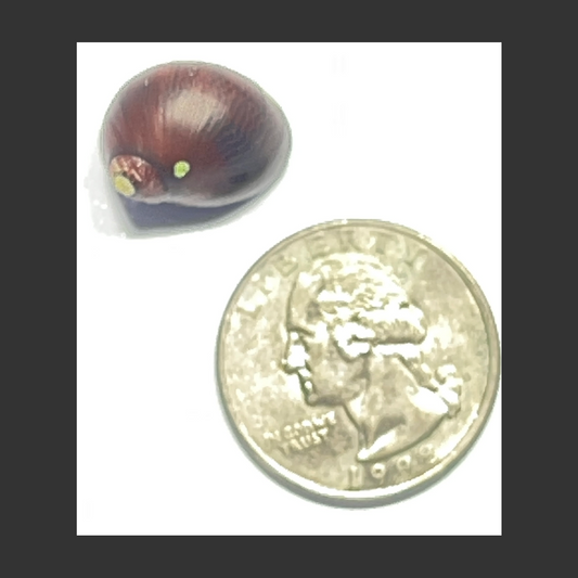Red Nerite Snail (Nerite vittina waigiensis)