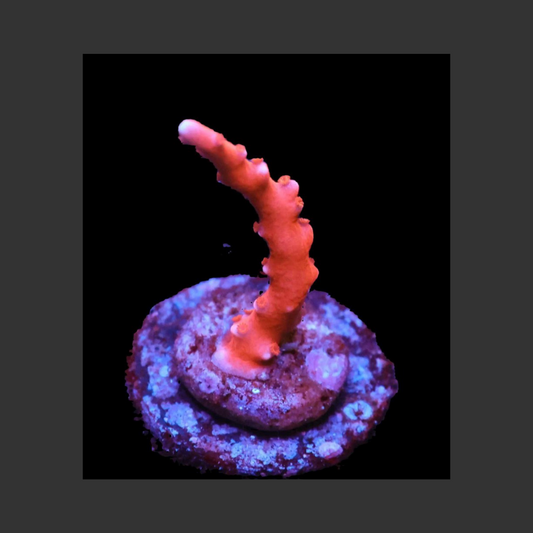 SDC red TNT Anacropora