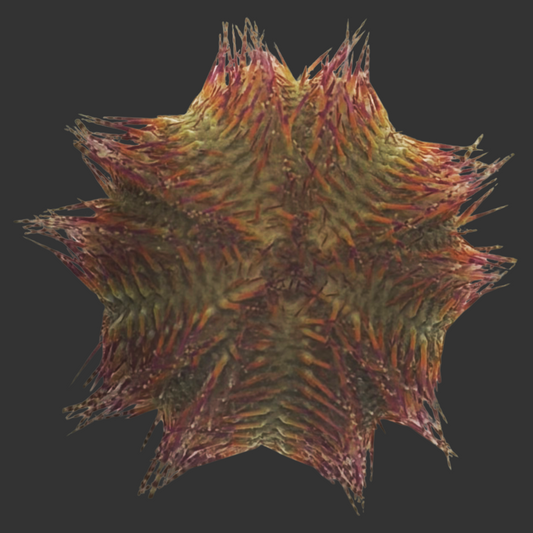 Rose Pink Urchin (Med) <2"