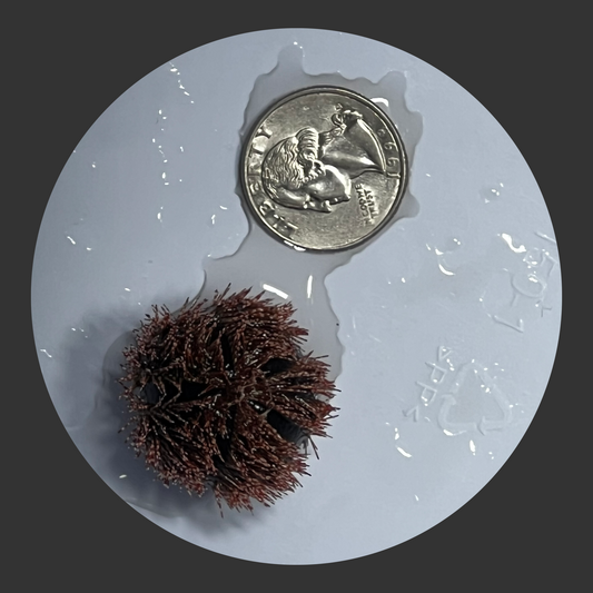 Royal Tuxedo Urchin (SM/Med) <2"