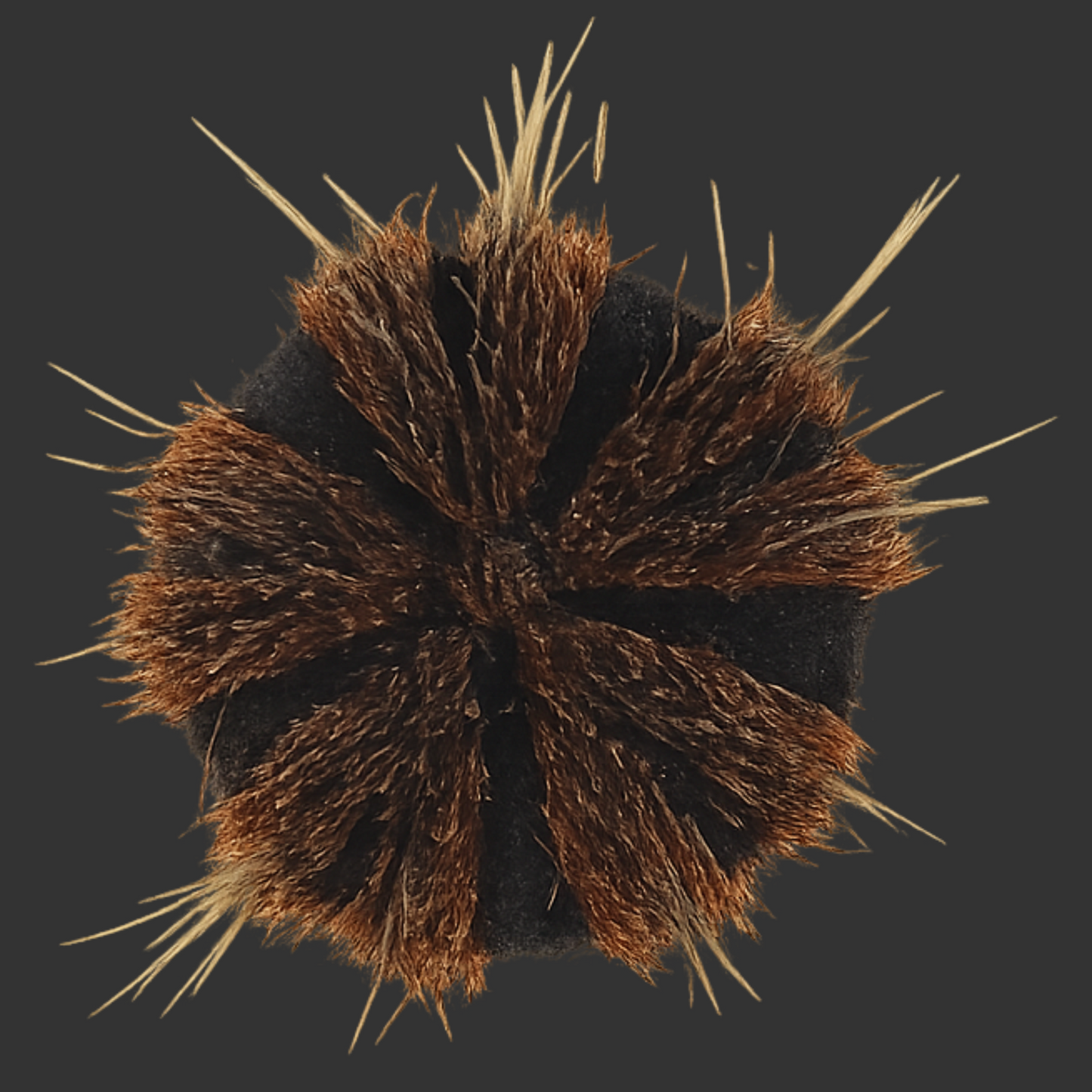 Royal Urchin (Colored Tuxedo) (Med) 1-2"