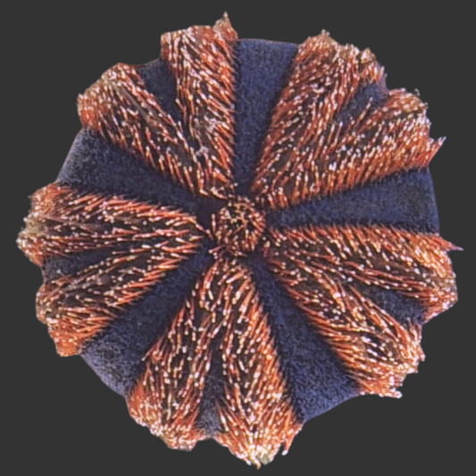 Royal Urchin (Colored Tuxedo) (Med) 1-2"