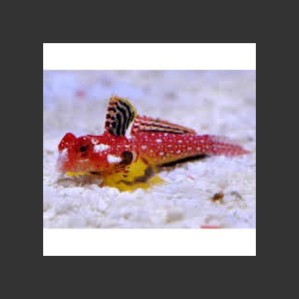 Ruby Red Dragonette