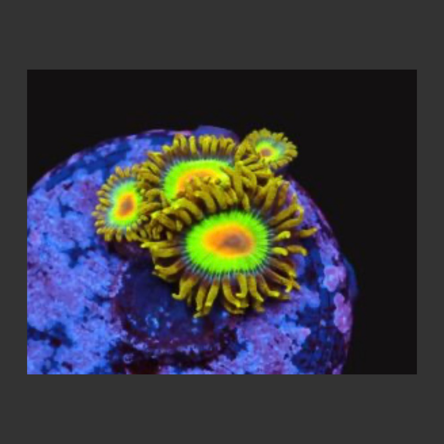 SDC Rasta Zoa