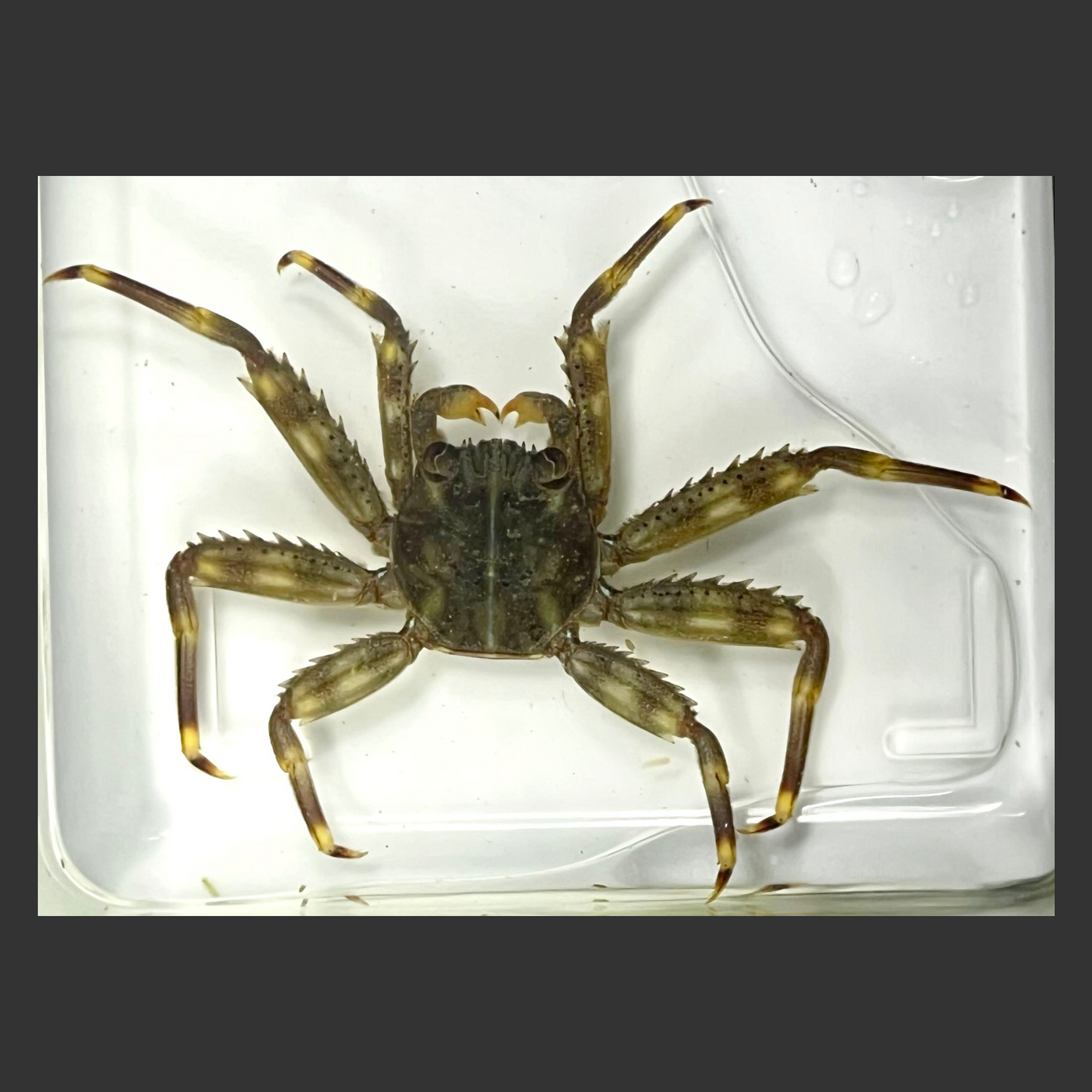 Sally Lightfoot Crab (Caribbean)