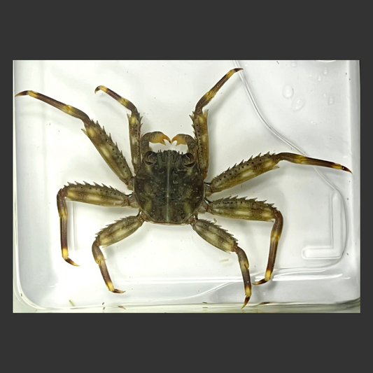 Sally Lightfoot Crab (Caribbean)