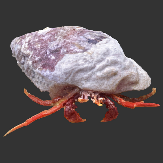 Scarlet Red Leg Hermit