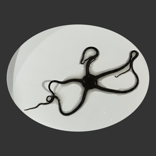 Assorted Serpent Star (small)
