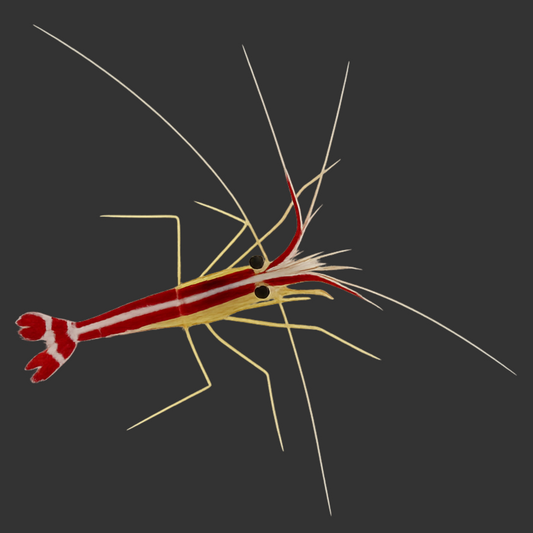 Skunk Cleaner Shrimp