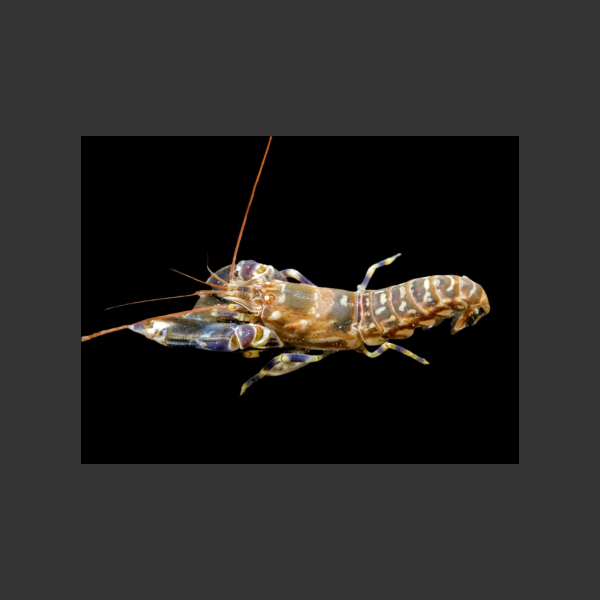 Pistol Shrimp Tiger