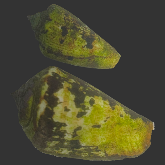 Tiger Sand Conch (Conomurex luhuanus)