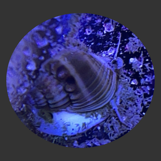 Tonga Nassarius