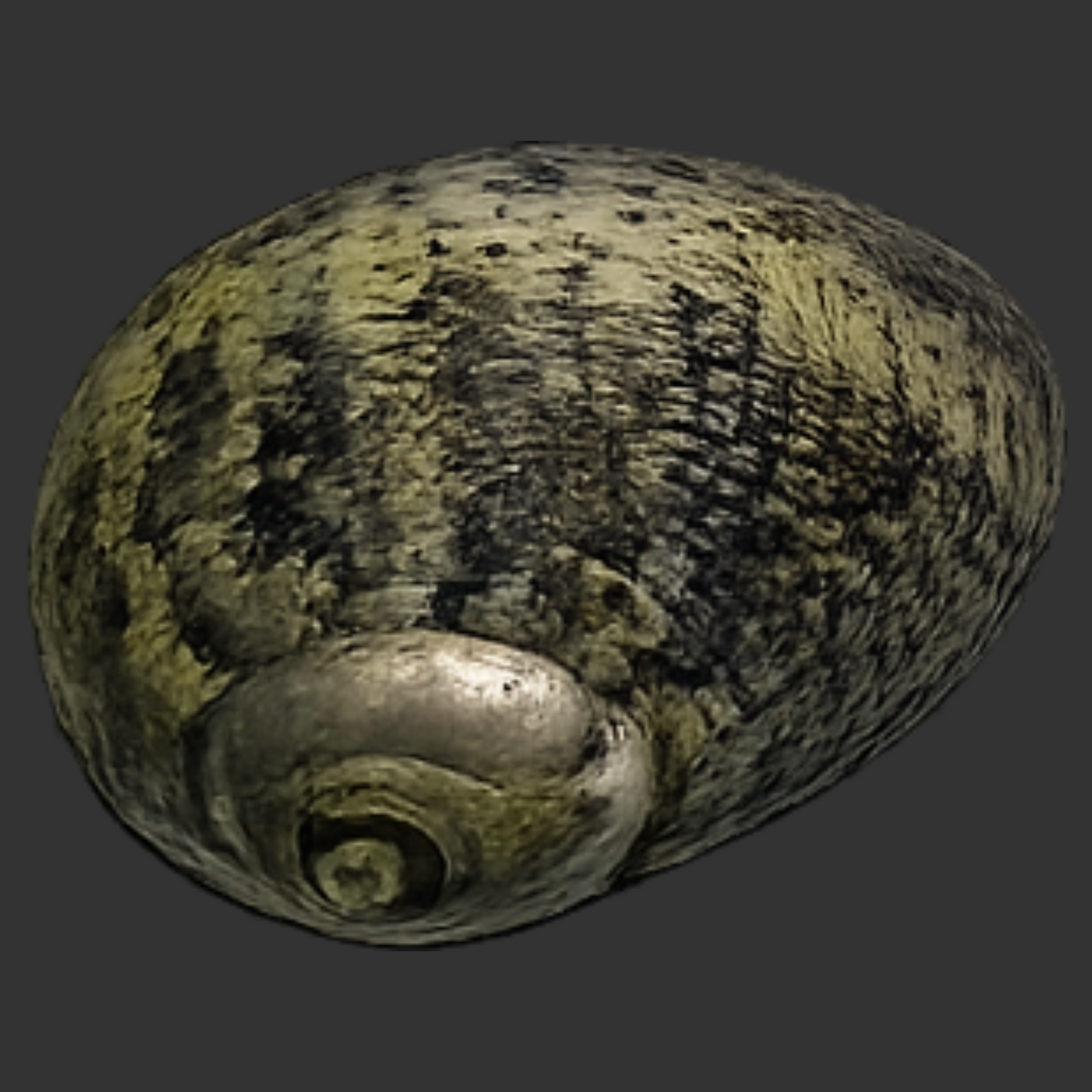 Tropical Turbo Snail