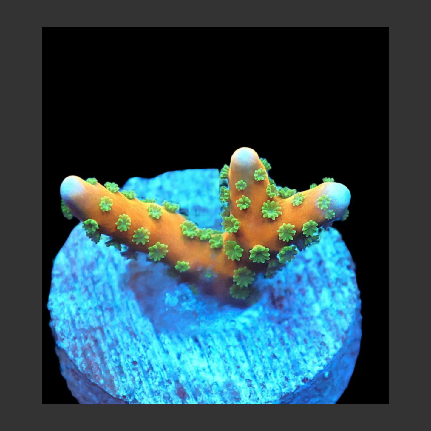 SDC Tropicana Anacropora